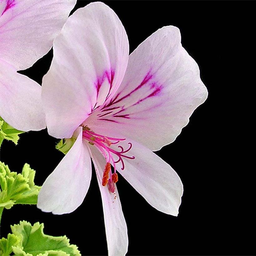 Sitruunapelargoni Variegatum (Kukinta)
