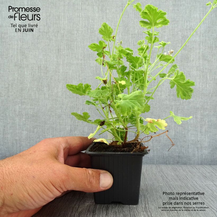 Esimerkki kesällä toimitetusta Tuoksupelargoni Variegatum 8/9 cm taimiruukku-taimesta