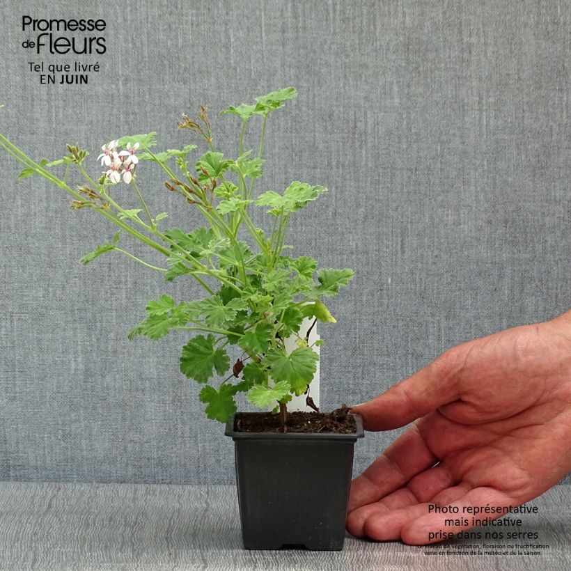Esimerkki keväällä toimitetusta Tuoksupelargoni Variegatum 8/9 cm taimiruukku-taimesta