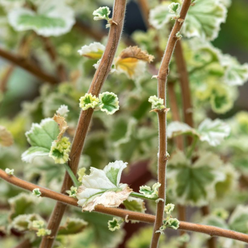 Tuoksupelargoni Variegatum (Lehvistö)