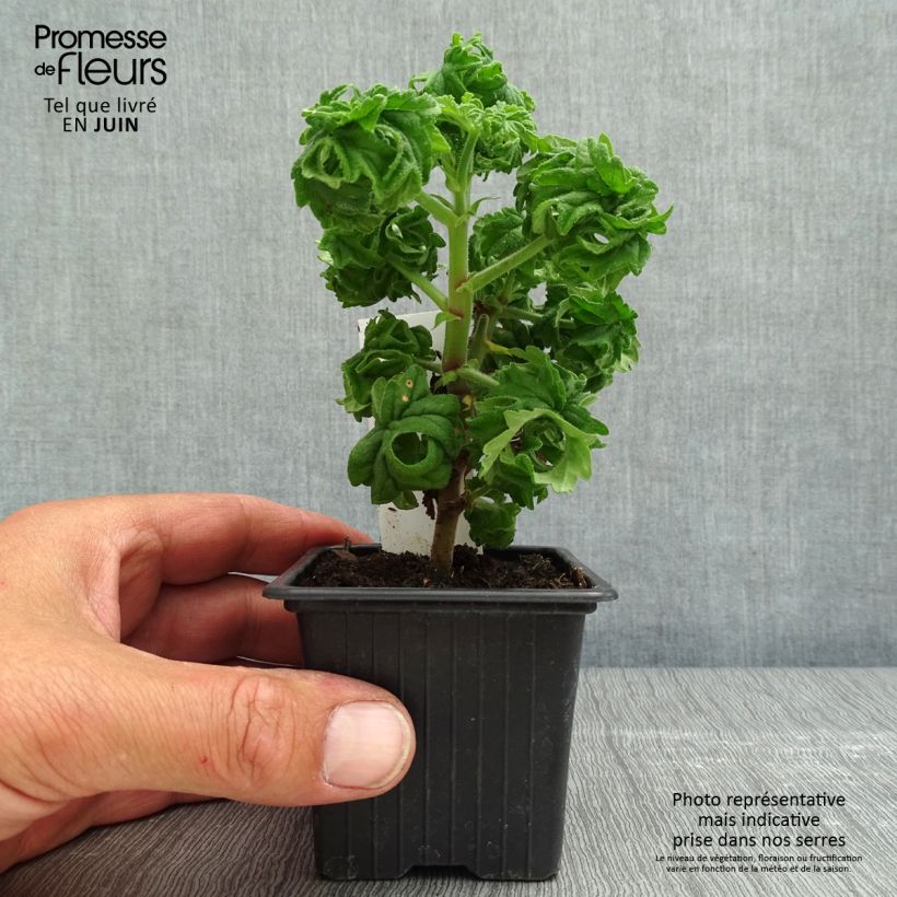 Esimerkki keväällä toimitetusta Tuoksupelargoni Bontrosaï 8/9 cm taimiruukku-taimesta
