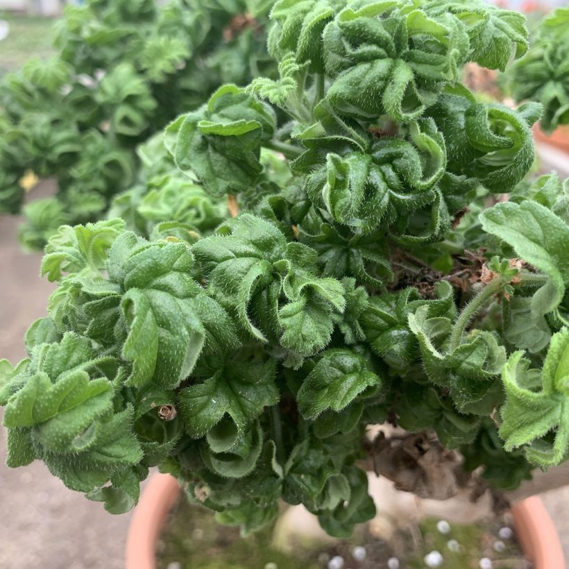 Tuoksupelargoni Bontrosaï (Lehvistö)