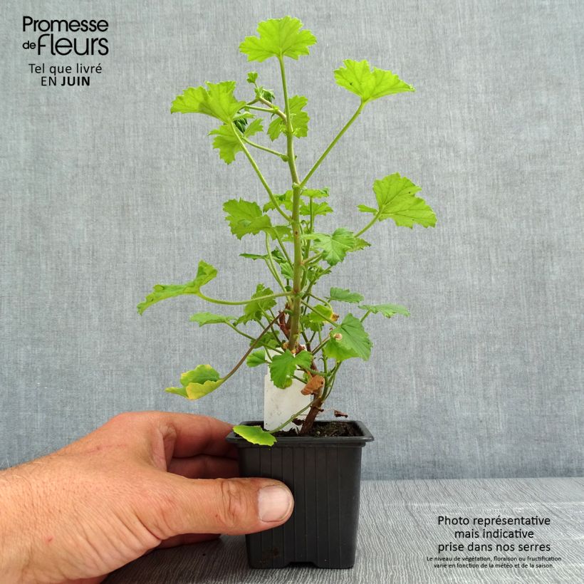 Esimerkki keväällä toimitetusta Tuoksupelargoni - Pelargonium greytonense 8/9 cm taimiruukku-taimesta