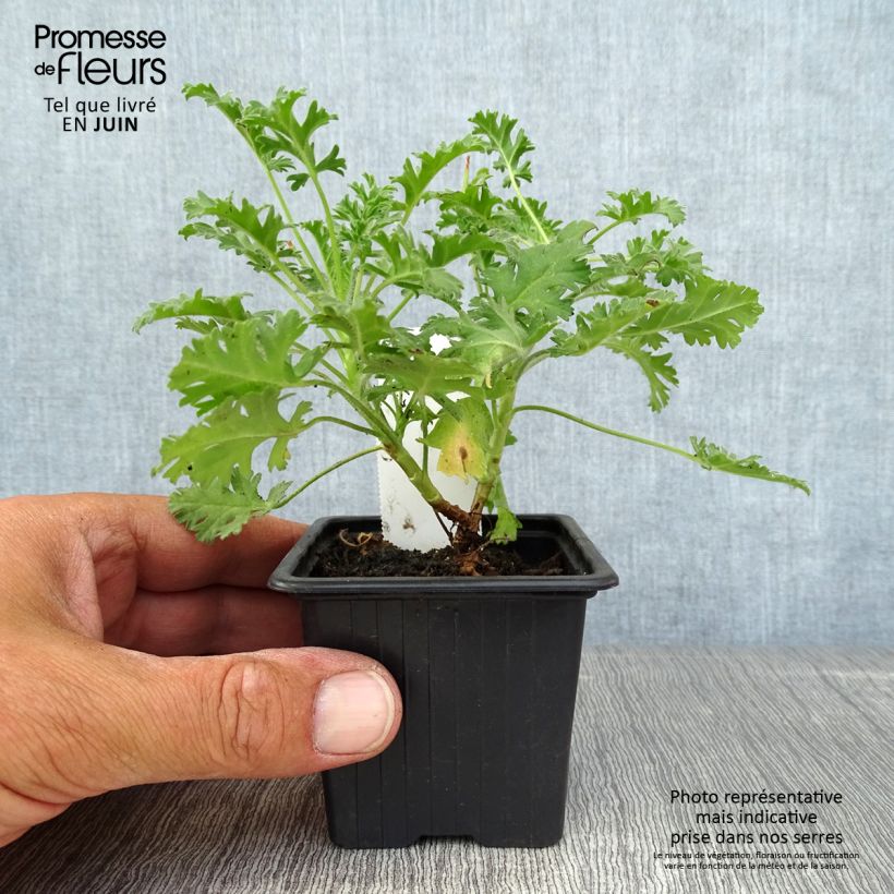 Esimerkki kesällä toimitetusta Pelargonium odorant ionidiflorum - Géranium botanique Godet de 8/9 cm-taimesta