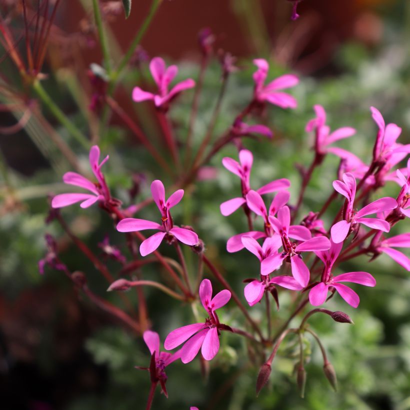 Tuoksupelargoni - Pelargonium ionidiflorum (Kukinta)