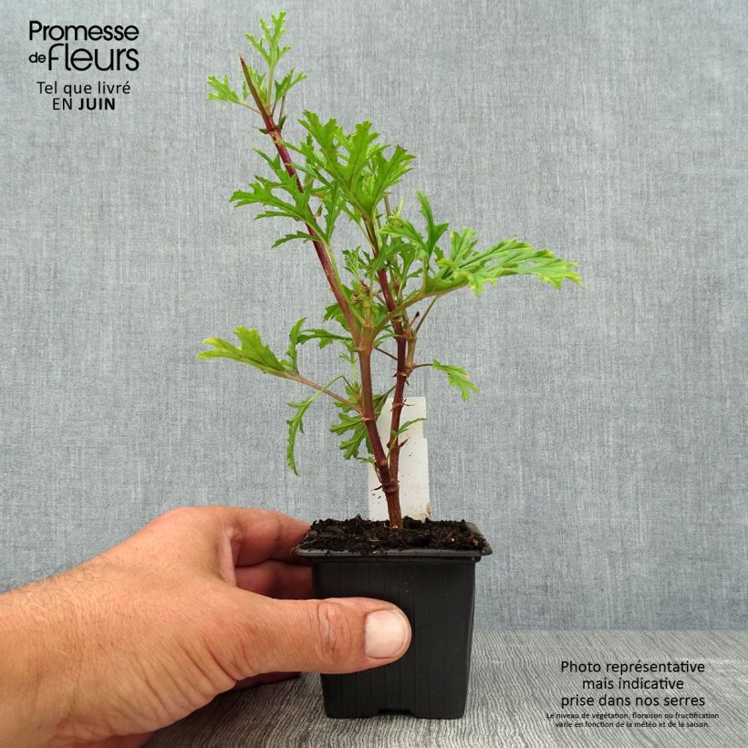 Esimerkki kesällä toimitetusta Tuoksupelargoni - Pelargonium pseudoglutinosum 8/9 cm taimiruukku-taimesta