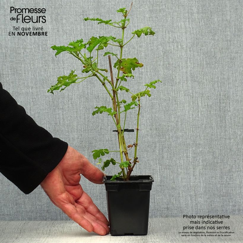 Esimerkki syksyllä toimitetusta Tuoksupelargoni - Pelargonium quercifolium 7/8 cm taimiruukku-taimesta