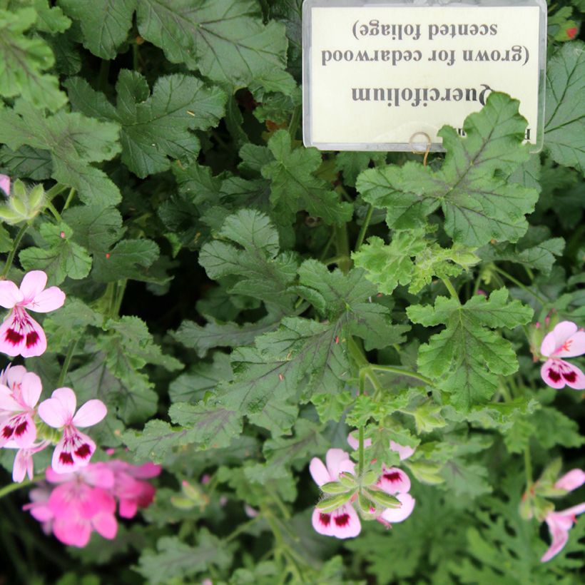 Tuoksupelargoni - Pelargonium quercifolium (Lehvistö)