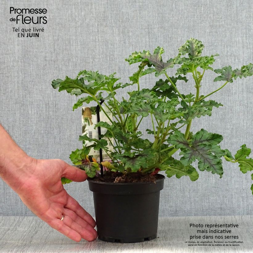 Esimerkki kesällä toimitetusta Tuoksupelargoni Royal Oak 1,5 litran / 2 litran kannu-taimesta