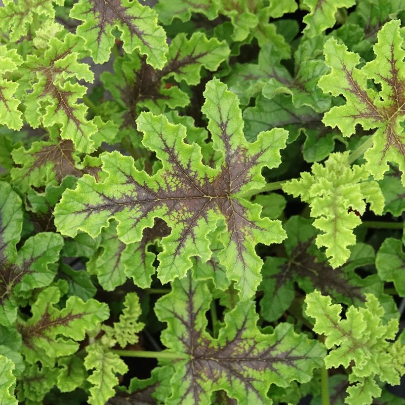 Tuoksupelargoni Royal Oak (Lehvistö)
