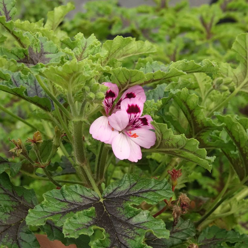 Tuoksupelargoni Royal Oak (Kukinta)