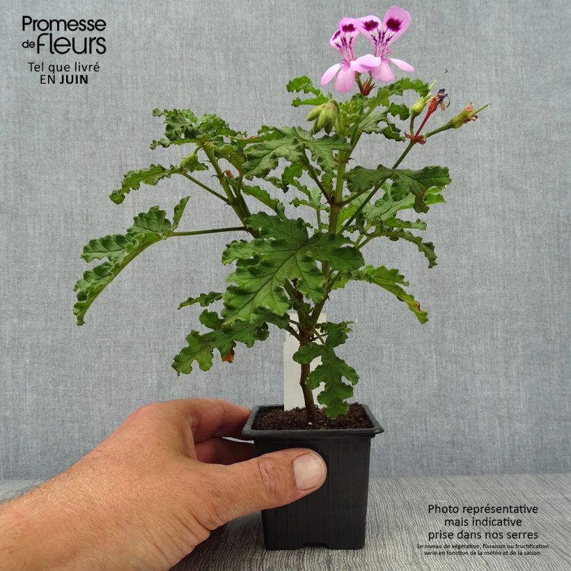Esimerkki kesällä toimitetusta Tuoksupelargoni Royal Oak 8/9 cm taimiruukku-taimesta