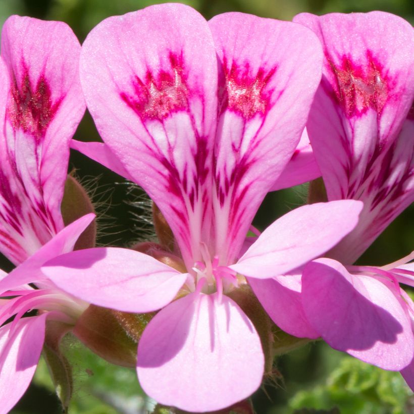 Tuoksupelargoni - Pelargonium quercifolium (Kukinta)