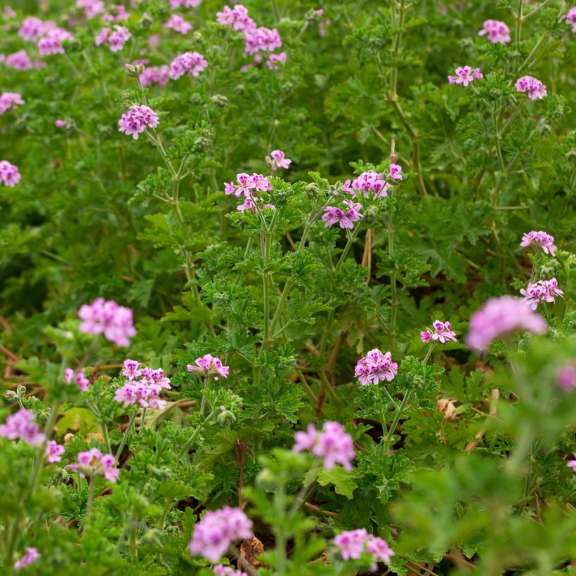 Tuoksupelargoni - Pelargonium quercifolium (Kasvutapa)