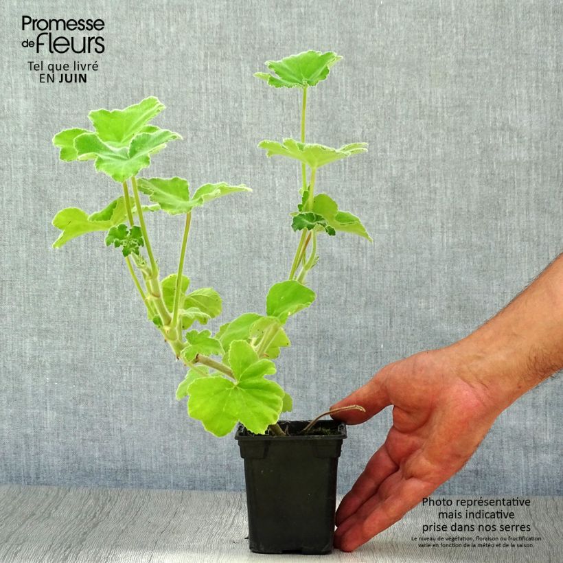 Esimerkki kesällä toimitetusta Tuoksupelargoni - Pelargonium tomentosum 7/8 cm taimiruukku-taimesta
