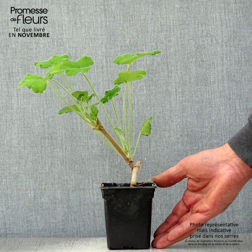 Esimerkki syksyllä toimitetusta Tuoksupelargoni - Pelargonium tomentosum 7/8 cm taimiruukku-taimesta