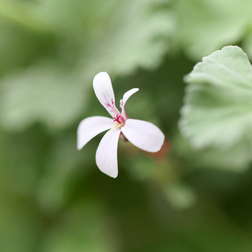 Omenapelargoni - Pelargonium odoratissimum (Kukinta)