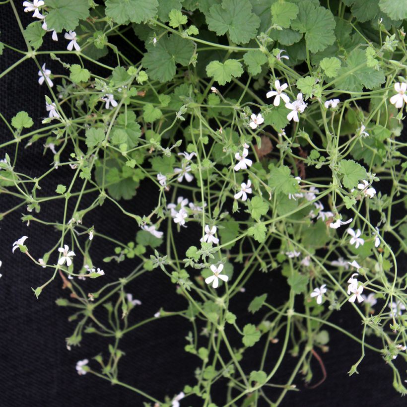 Omenapelargoni - Pelargonium odoratissimum (Kasvutapa)