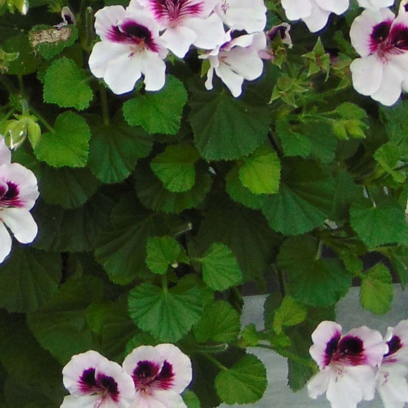 Tuoksupelargoni Mosquitaway Lizzy (Lehvistö)