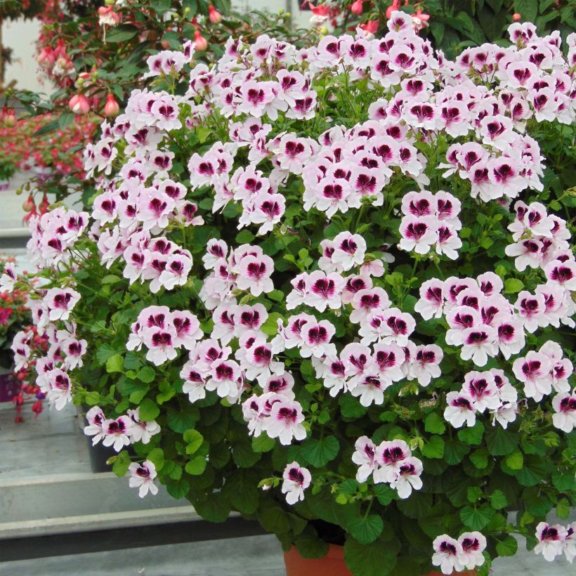 Tuoksupelargoni Mosquitaway Lizzy (Kasvutapa)