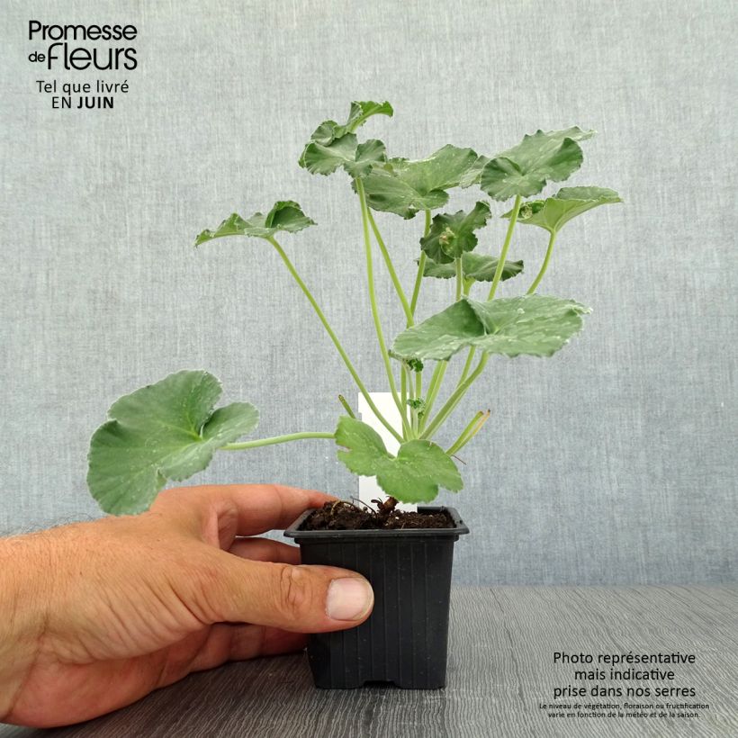 Esimerkki kesällä toimitetusta Pelargoni - Pelargonium reniforme 8/9 cm taimiruukku-taimesta