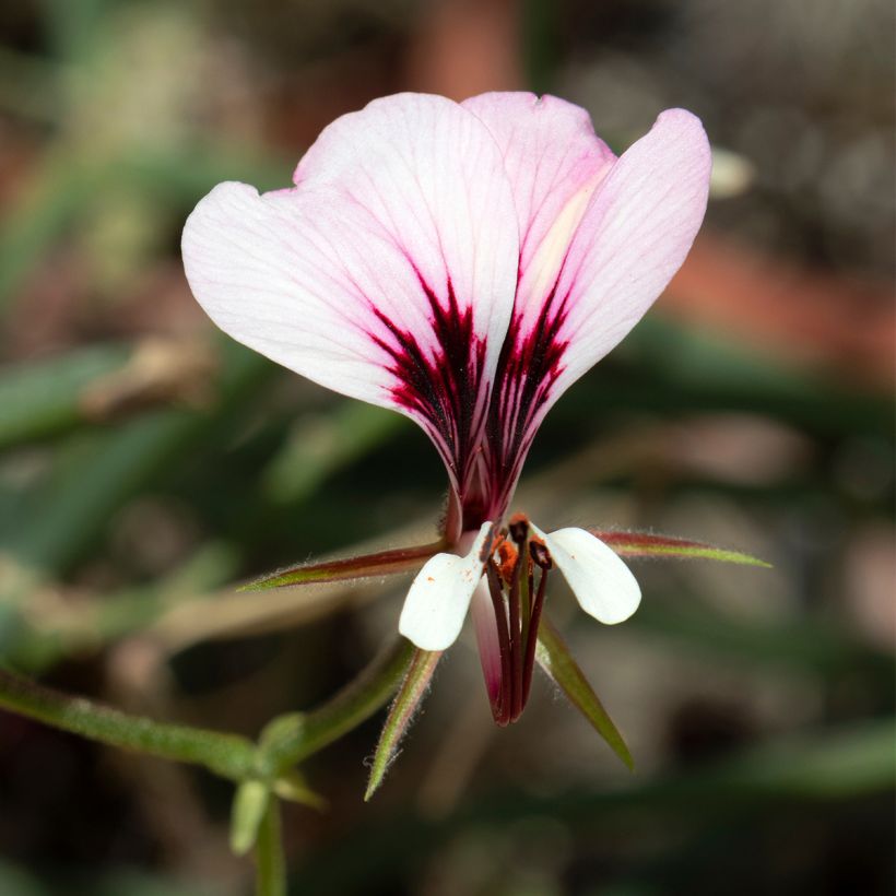 Pelargoni - Pelargonium tetragonum (Kukinta)
