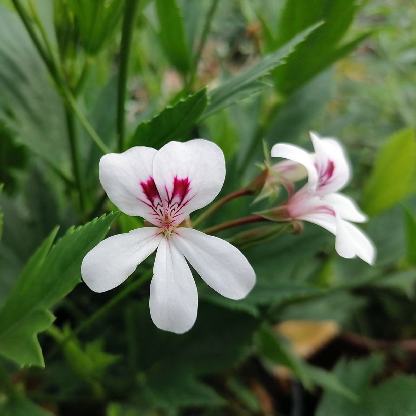 Pelargoni - Pelargonium x tricuspidatum (Kukinta)