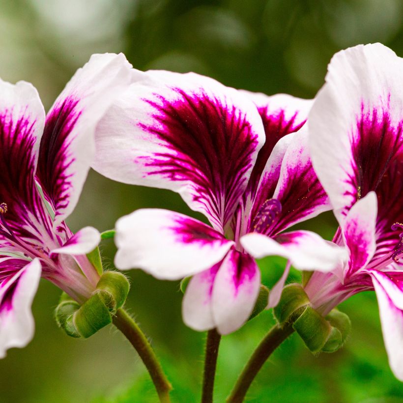 Enkelipelargoni Angel Eyes Blueberry (Kukinta)