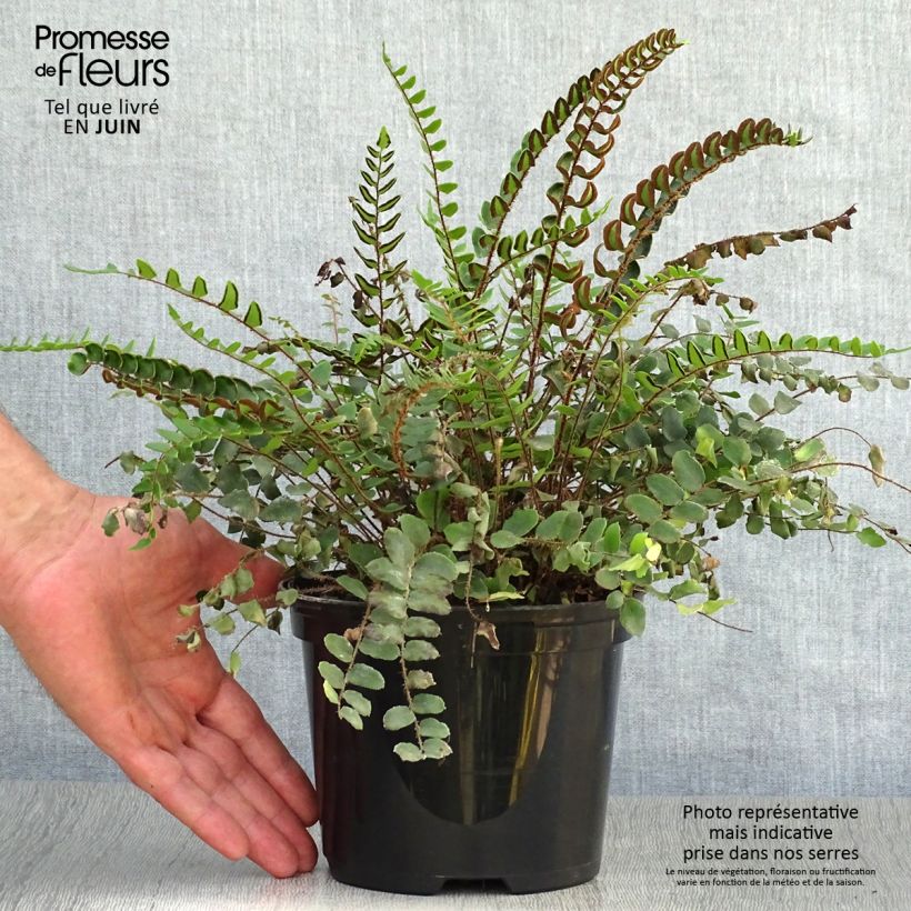 Esimerkki kesällä toimitetusta Nappipellea - Pellaea rotundifolia Pot de 2L/3L-taimesta
