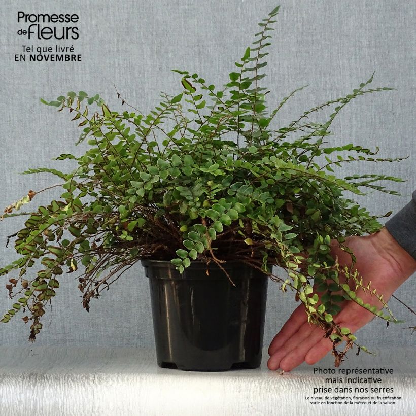 Esimerkki syksyllä toimitetusta Nappipellea - Pellaea rotundifolia 2 litran/3 litran ruukku-taimesta
