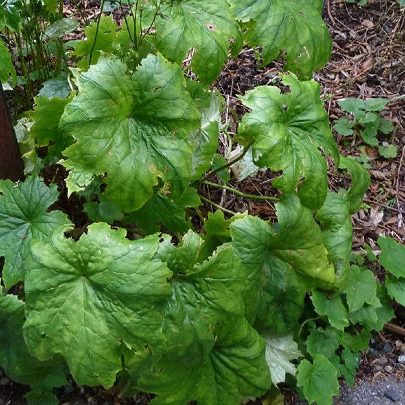Peltoboykinia tellimoïdes (Lehvistö)