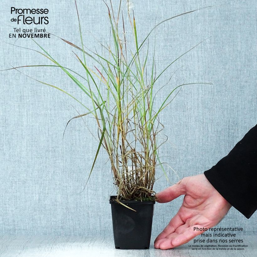 Esimerkki syksyllä toimitetusta Idänsulkahirssi - Pennisetum orientale 8/9 cm taimiruukku-taimesta