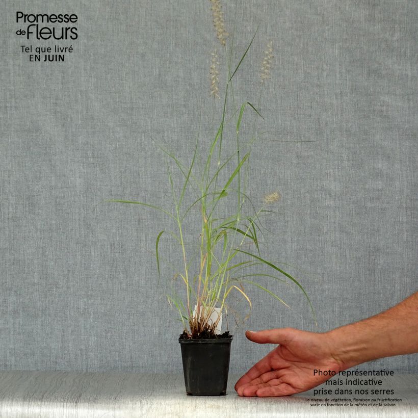 Esimerkki kesällä toimitetusta Idänsulkahirssi - Pennisetum orientale Taimiruukku 8/9 cm-taimesta