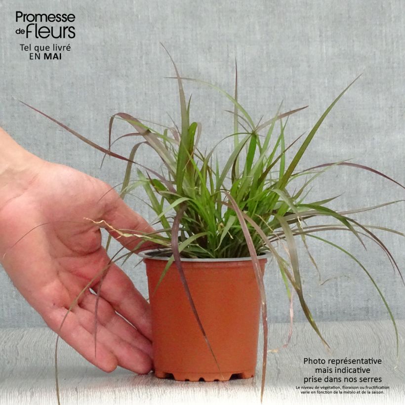 Example of Arabiansulkahirssi Rubrum Godet de 8/9 cm as you get in printemps