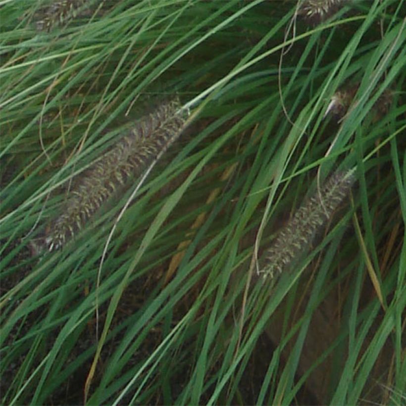 Koristesulkahirssi f. viridescens (Lehvistö)