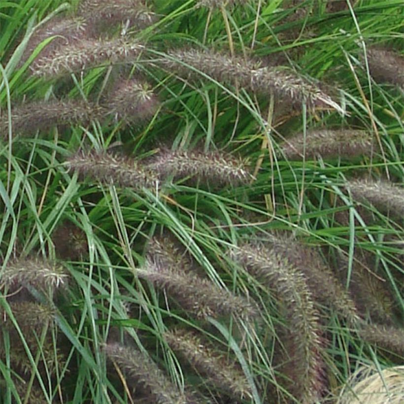 Koristesulkahirssi f. viridescens (Kukinta)