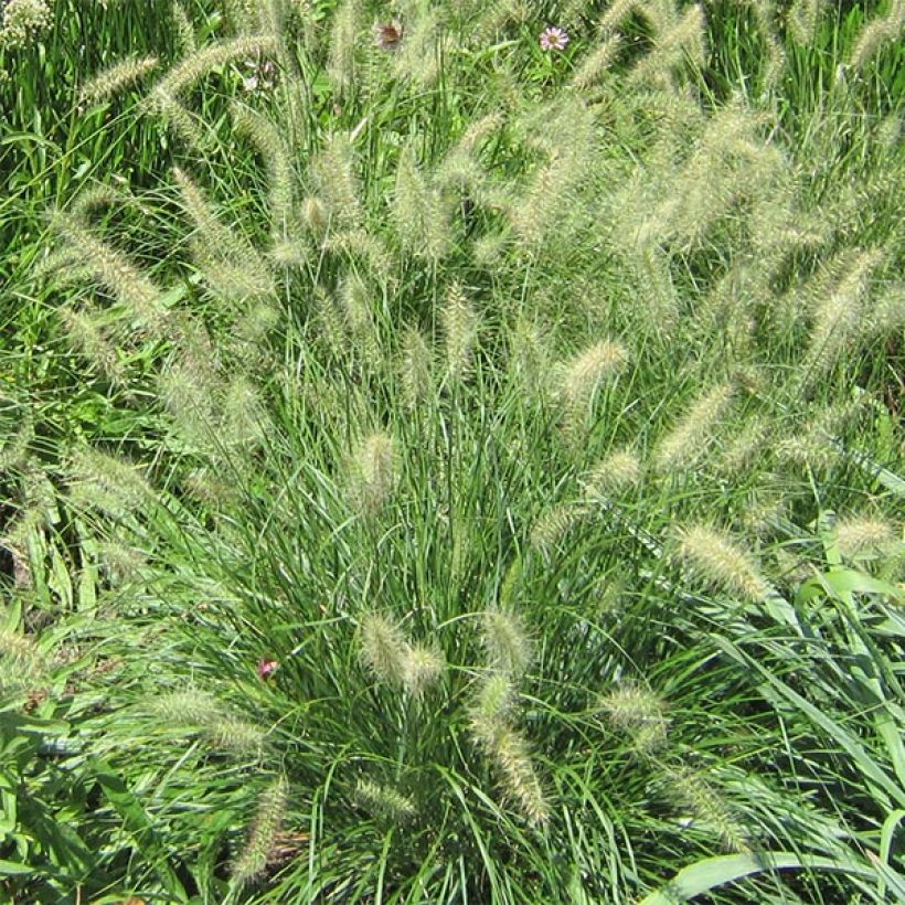 Koristesulkahirssi Cassian (Kukinta)