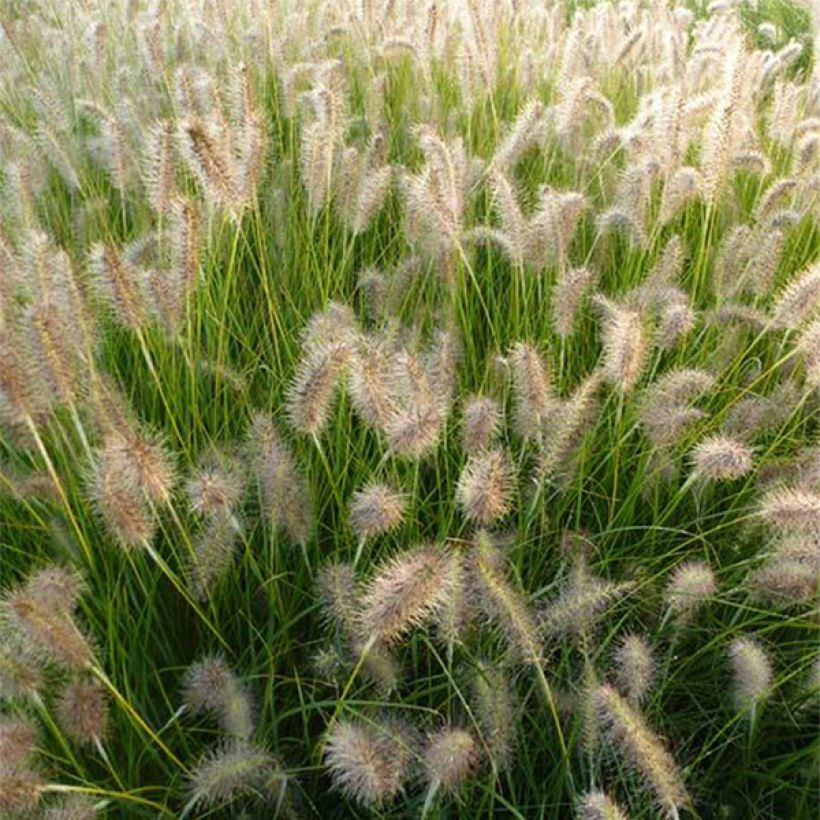 Koristesulkahirssi Goldstrich (Kukinta)