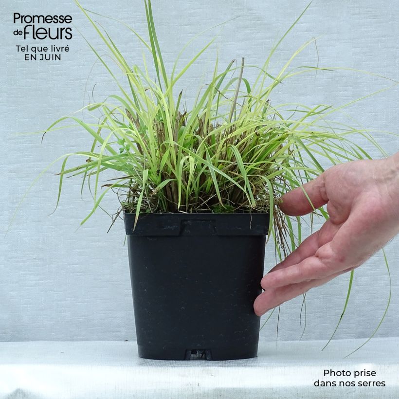 Esimerkki kesällä toimitetusta Koristesulkahirssi Herbstzauber Pot de 2L/3L-taimesta