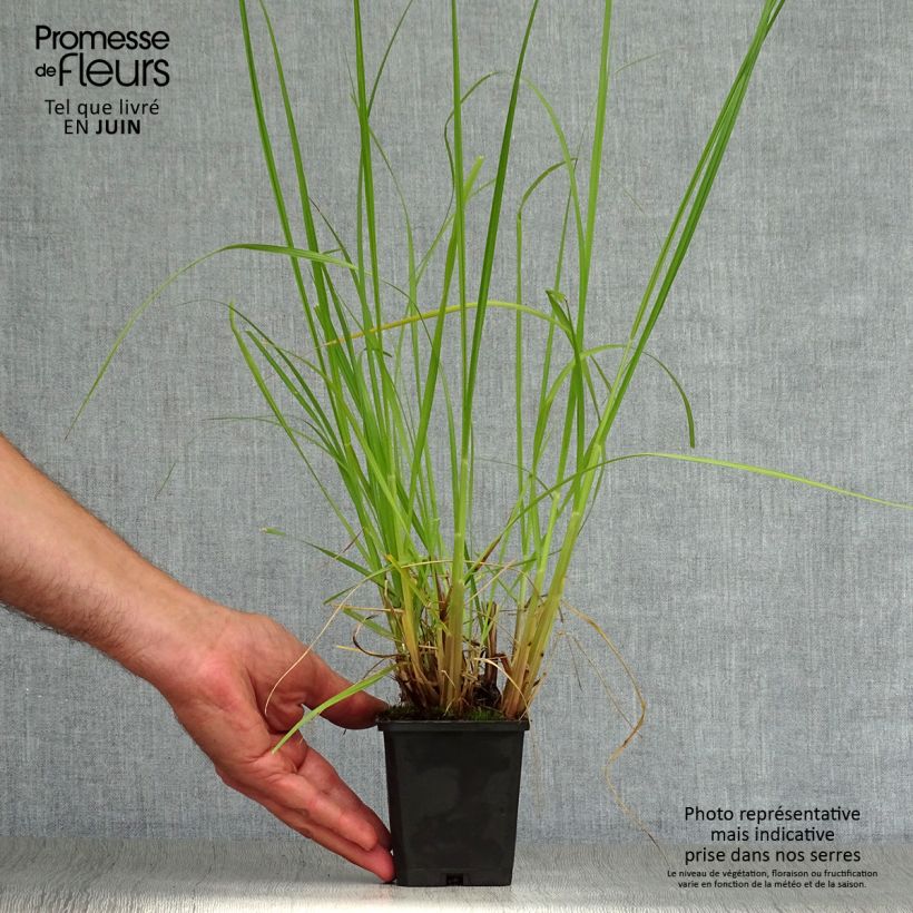 Esimerkki kesällä toimitetusta Koristesulkahirssi Japonicum Godet de 8/9 cm-taimesta