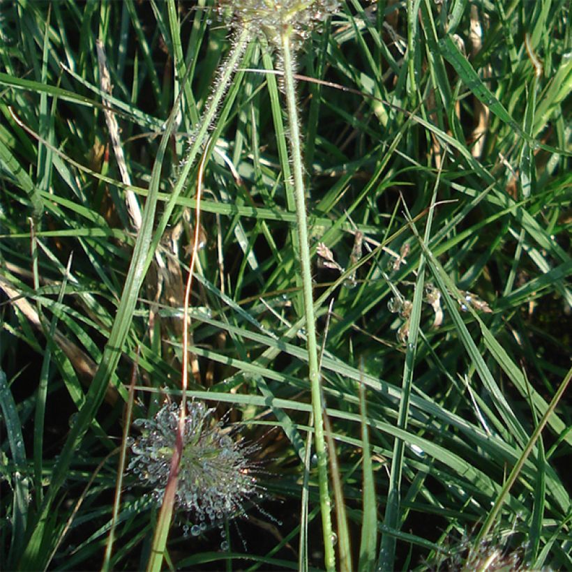 Koristesulkahirssi Little Bunny (Lehvistö)