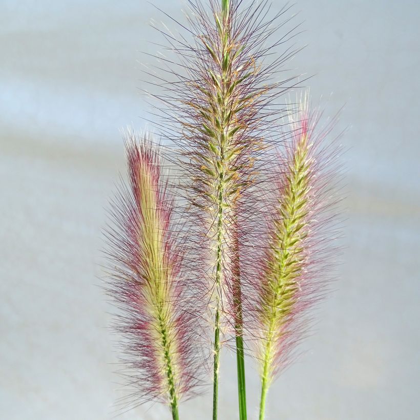 Koristesulkahirssi Magic (Kukinta)