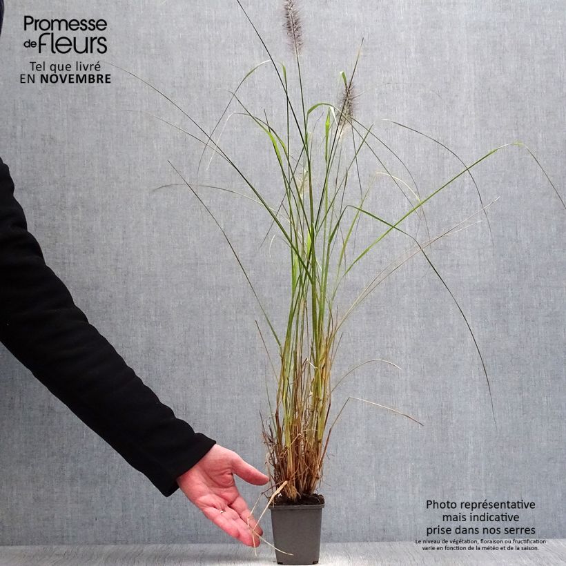 Esimerkki syksyllä toimitetusta Koristesulkahirssi Moudry 8/9 cm taimiruukku-taimesta