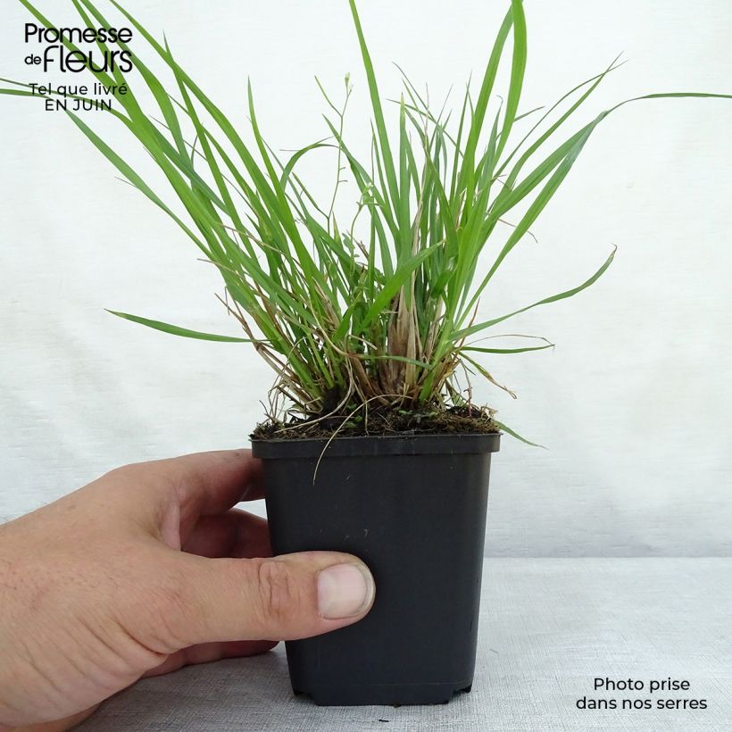 Esimerkki kesällä toimitetusta Koristesulkahirssi Moudry Godet de 8/9 cm-taimesta