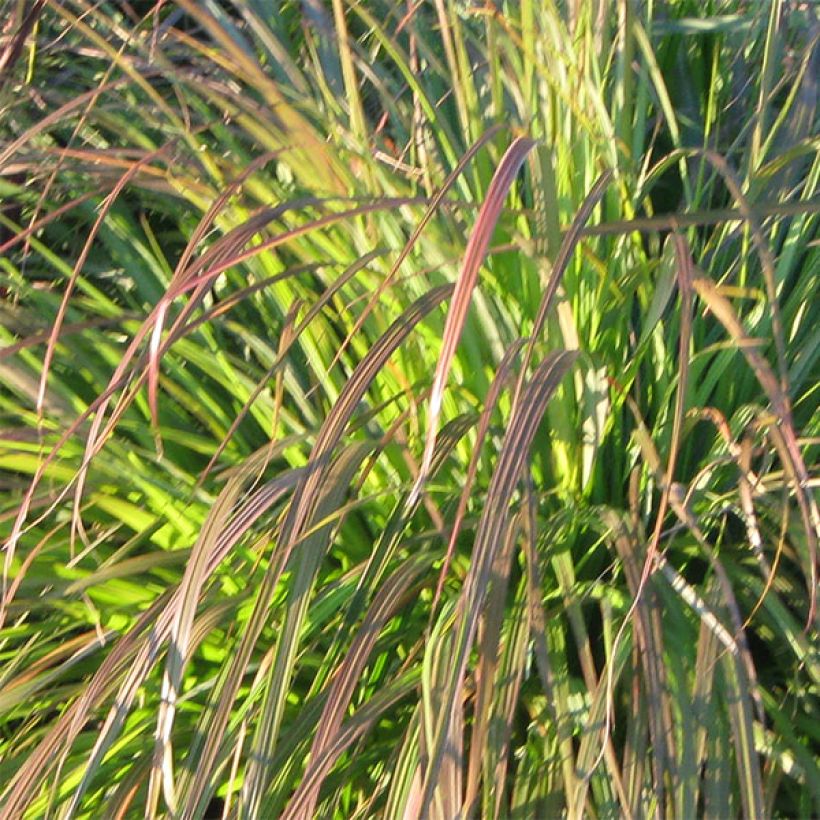 Koristesulkahirssi National Arboretum (Lehvistö)