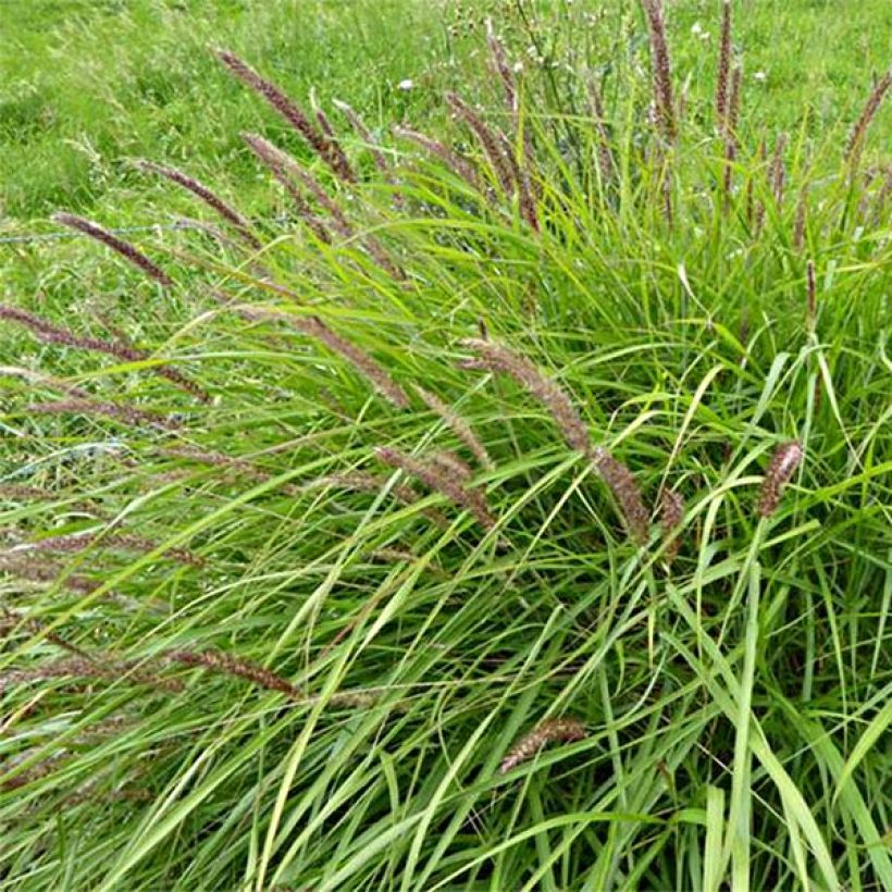 Sulkahirssi - Pennisetum incomptum (Kukinta)