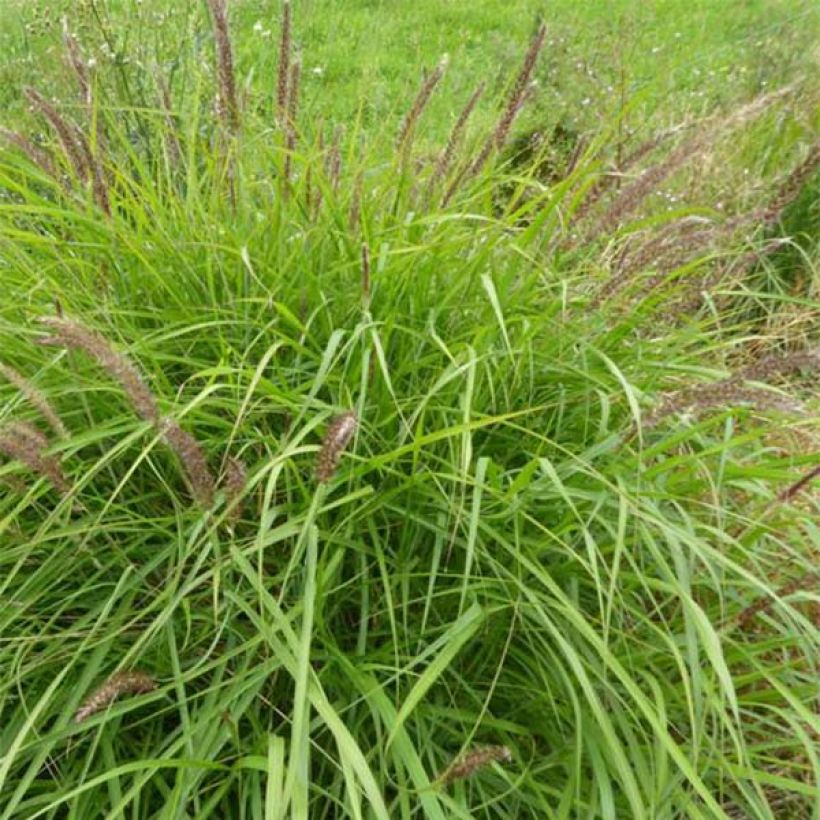 Sulkahirssi - Pennisetum incomptum (Kasvutapa)