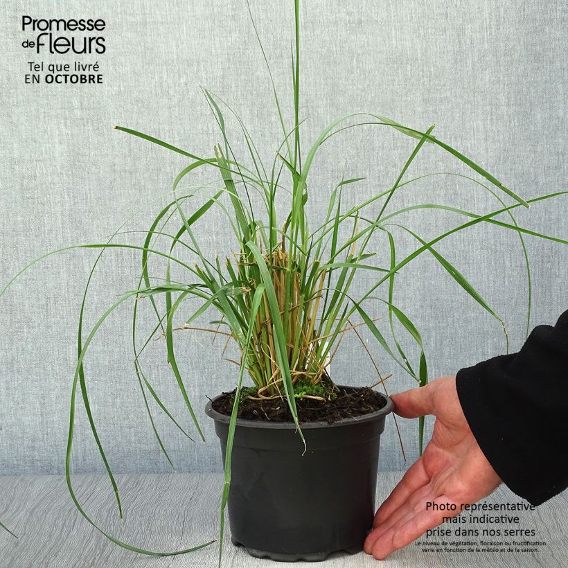 Esimerkki syksyllä toimitetusta Sulkahirssi - Pennisetum macrourum 2 litran/3 litran ruukku-taimesta