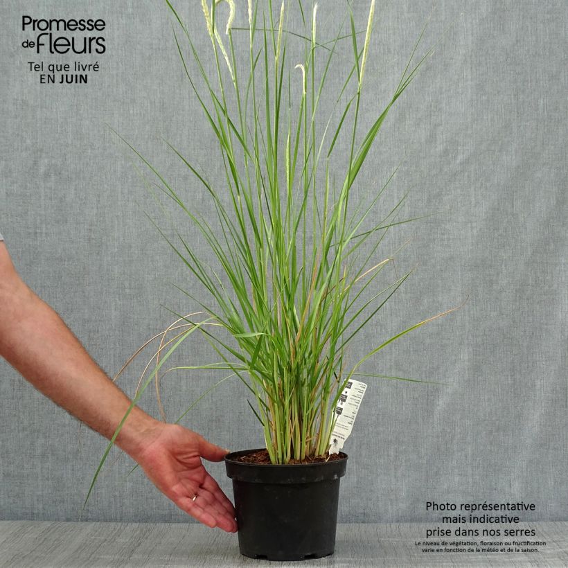 Esimerkki kesällä toimitetusta Sulkahirssi - Pennisetum macrourum Ruukku 2L / 3L-taimesta