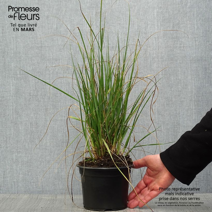 Example of Sulkahirssi - Pennisetum macrourum Pot de 2L/3L as you get in printemps